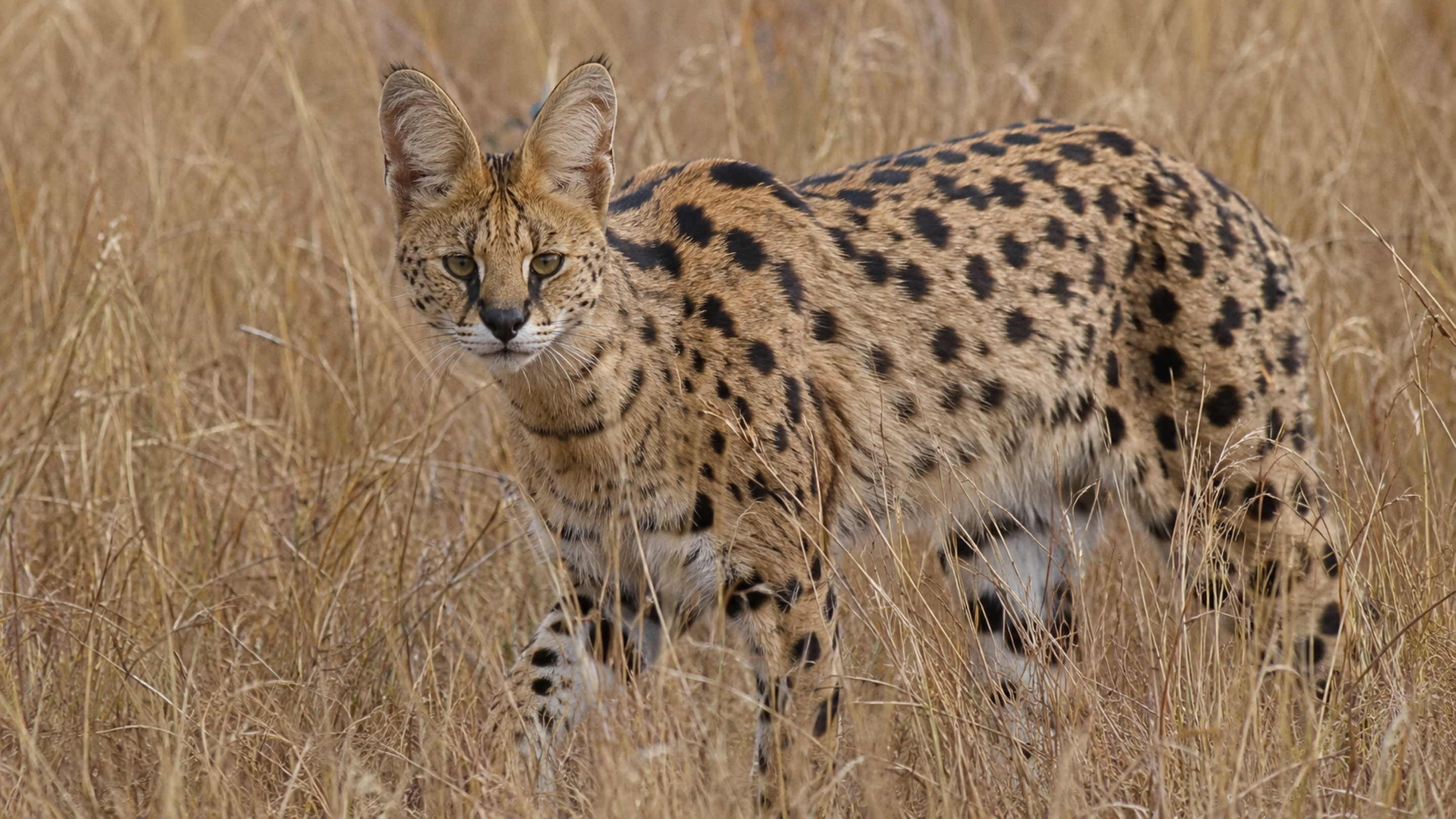O felino africano que parece delicado, mas salta como uma mo