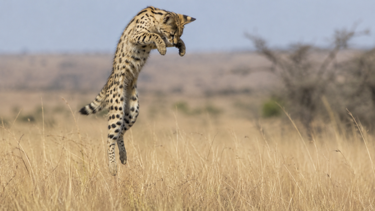 O felino africano que parece delicado, mas salta como uma mola viva para capturar presas