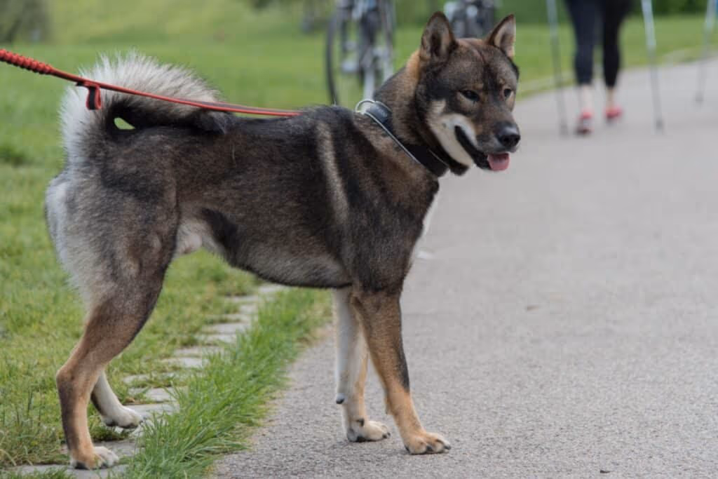 Shikoku: conheça as características do cachorro dessa raça 