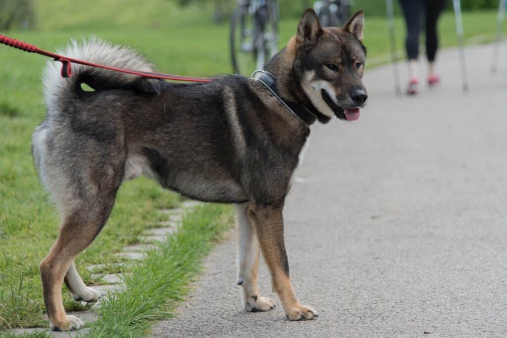 Shikoku: conheça as características do cachorro dessa raça 