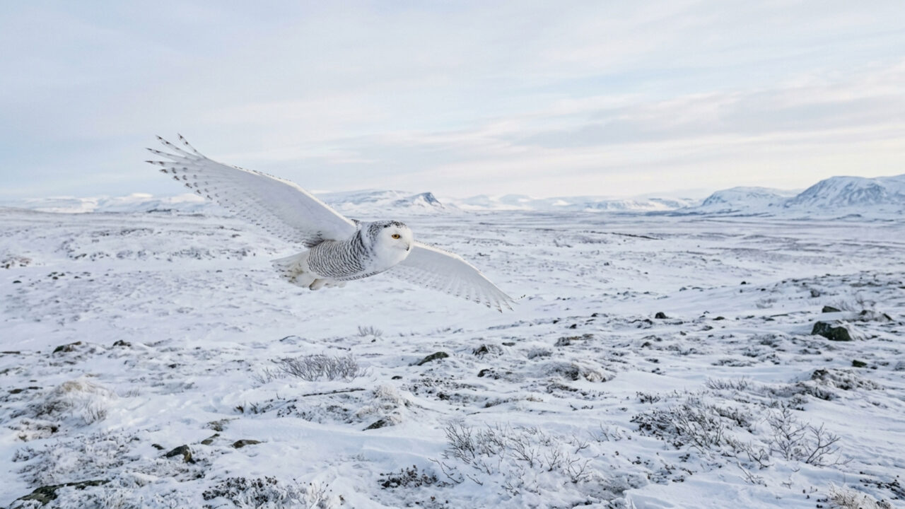 Munido de uma visão extraordinária para detectar roedores sob o gelo, o predador de plumagem branca resiste a invernos brutais no Círculo Polar