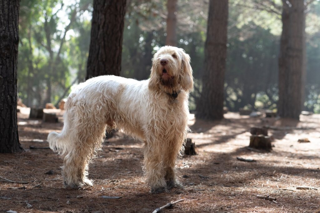 Spinone italiano: conheça as características do cachorro dessa raça