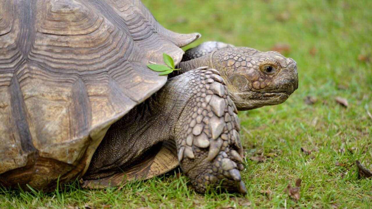 Um aliado incrível contra o deserto aparece na África uma tartaruga herbívora gigantesca capaz de restaurar ecossistemas