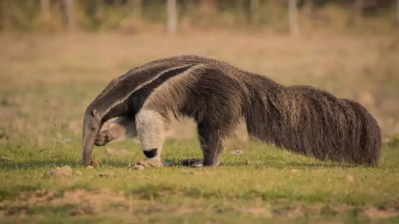 Um marco fundamental para a conservação na América Latina enche os cientistas de otimismo um tamandua é detectado pela primeira vez em 130 anos entre Brasil e Argentina