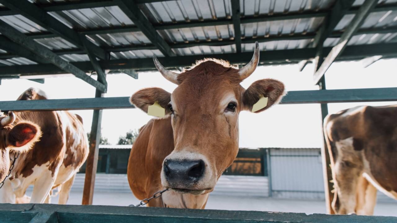 Universidade decide retirar da cantina um alimento muito comum na dieta diária já no próximo ano letivo