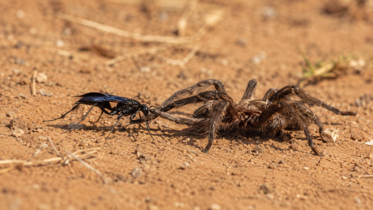 A vespa que caça aranhas gigantes e transforma a presa em berçário vivo
