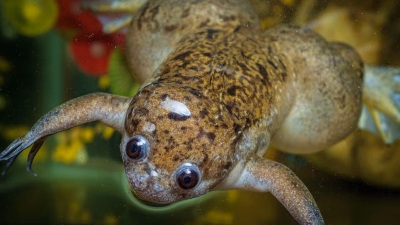 Esse sapo africano é um invasor é já foi usado como testes de gravidez; mas a coisa mudou e agora ele carrega um fungo mortal