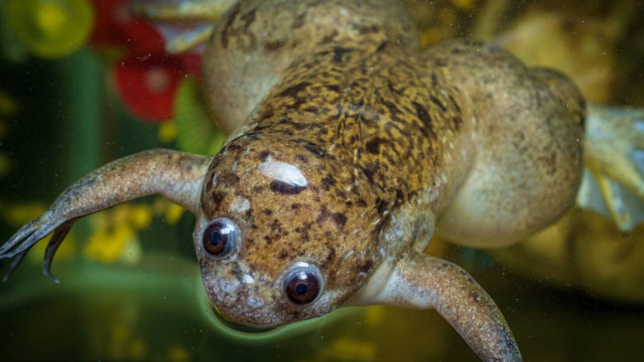 Esse sapo africano é um invasor é já foi usado como testes de gravidez; mas a coisa mudou e agora ele carrega um fungo mortal
