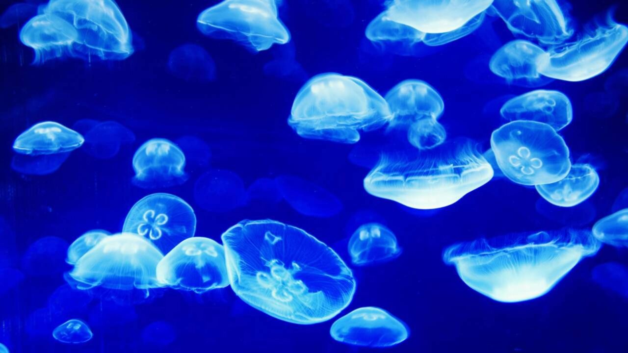 O animal que parece ter encontrado uma forma de driblar o envelhecimento