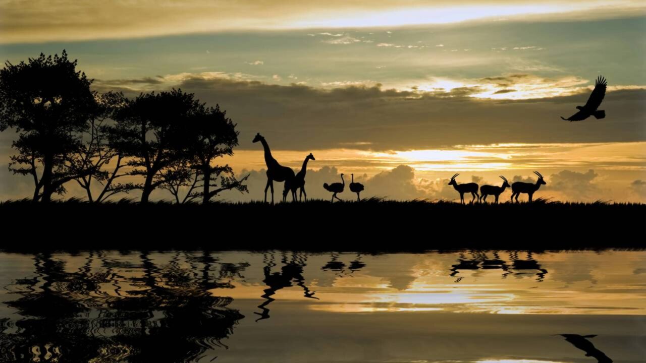 Libélulas gigantes dominaram a Terra em uma atmosfera tão rica em oxigênio que insetos desse tamanho não sobreviveriam hoje