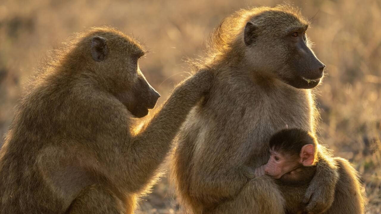 O curioso motivo que leva babuínos a permanecerem lado a lado durante suas jornadas