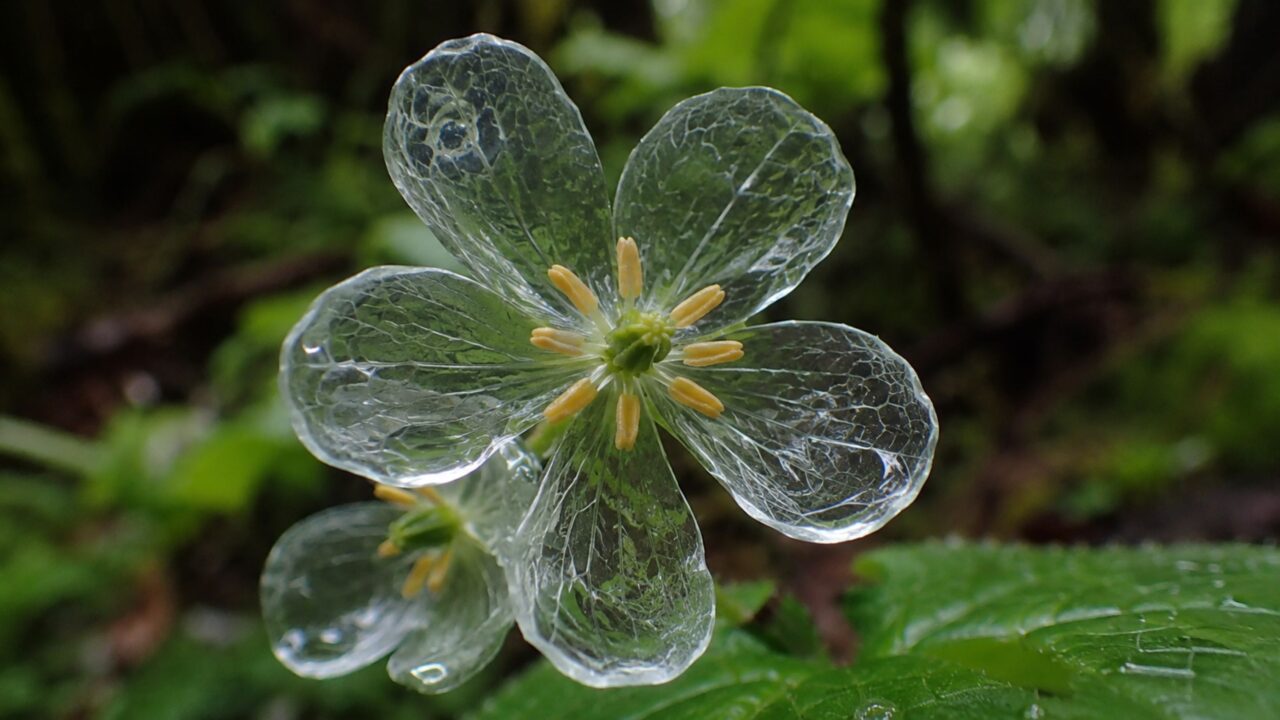 A água preenche a estrutura das pétalas e revela o efeito que transforma a flor branca em cristal natural