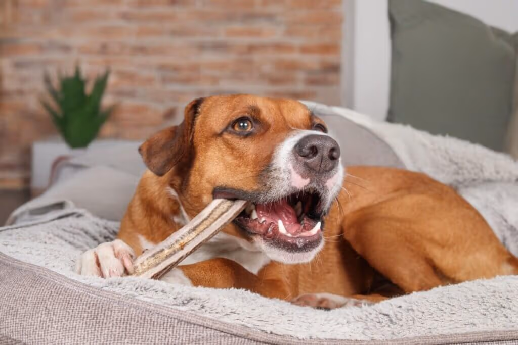 8 mitos ultrapassados que podem prejudicar a saúde do seu animal de estimação 