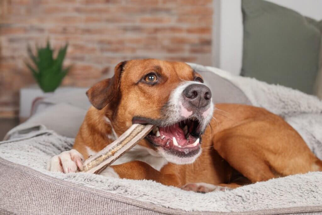 8 mitos ultrapassados que podem prejudicar a saúde do seu animal de estimação 