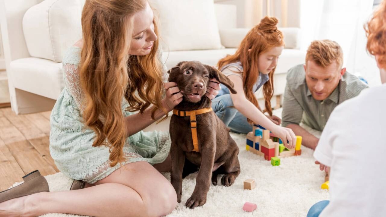 A psicologia diz que quem fala com o cachorro como se ele entendesse tudo pode estar revelando uma necessidade humana profunda