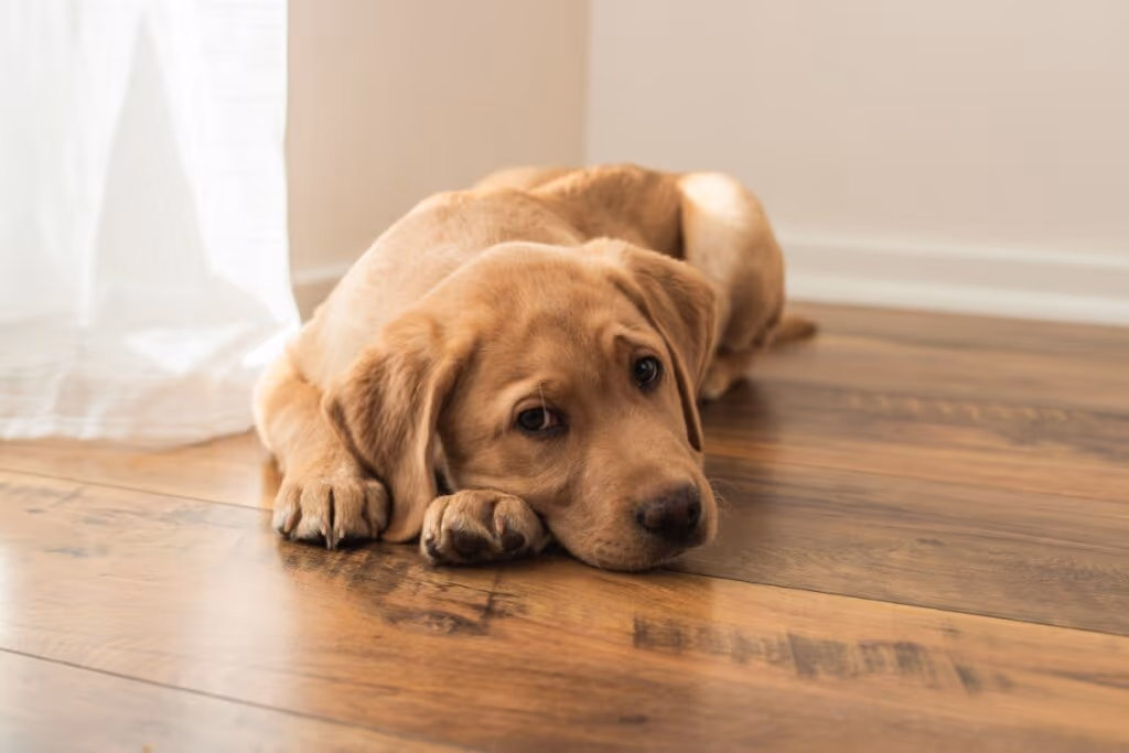 7 dicas para conquistar a confiança do seu cachorro 