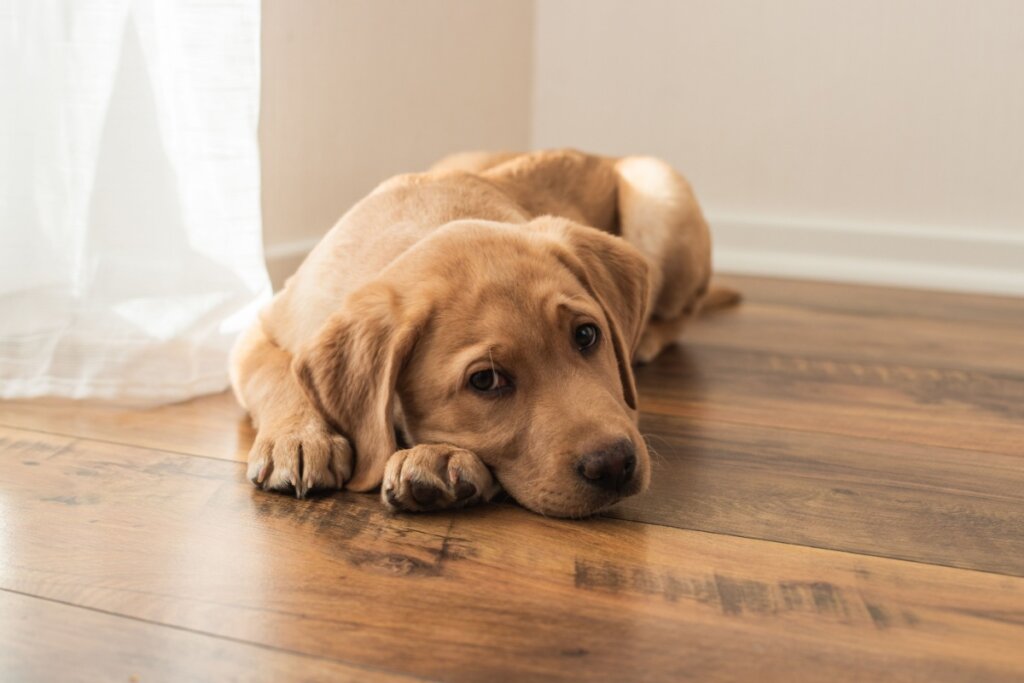7 dicas para conquistar a confiança do seu cachorro 