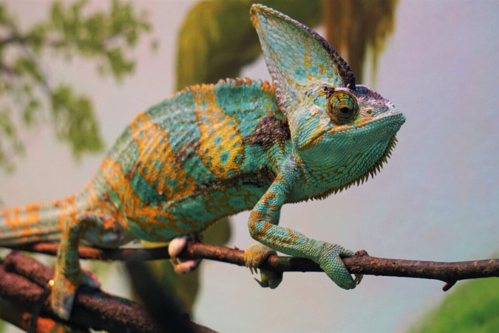 Reis da camuflagem: 7 animais que conseguem desapa