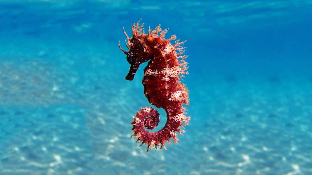 Apesar da passagem de cerca de 1000 embarcações por dia, o Estreito de Singapura ainda abriga cavalos-marinhos, amêijoas-gigantes e até raros dugongos