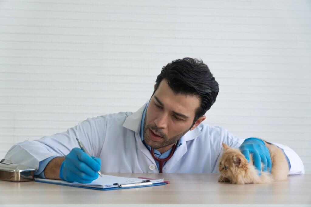 Seu pet tem histórico médico ou apenas uma coleção de exames