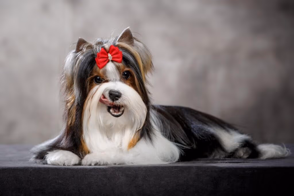 Biewer terrier: conheça as características do cachorro dessa raça 