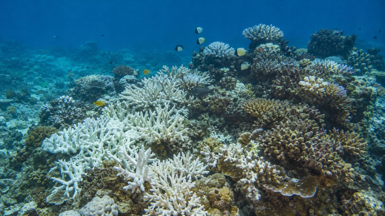 Aquecimento das águas ameaça ecossistemas marinhos e acelera perdas de biodiversidade