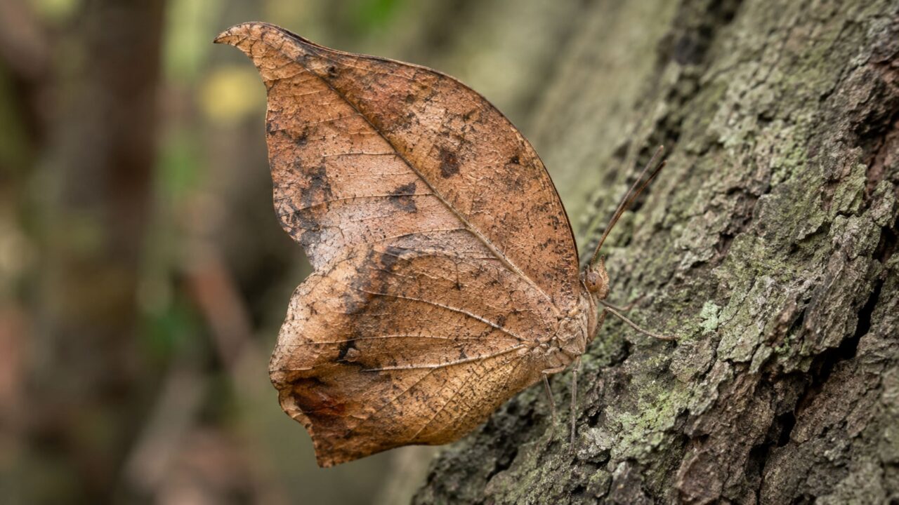 A borboleta-folha usa cores, marcas e formato das asas para desaparecer entre folhas e galhos da mata