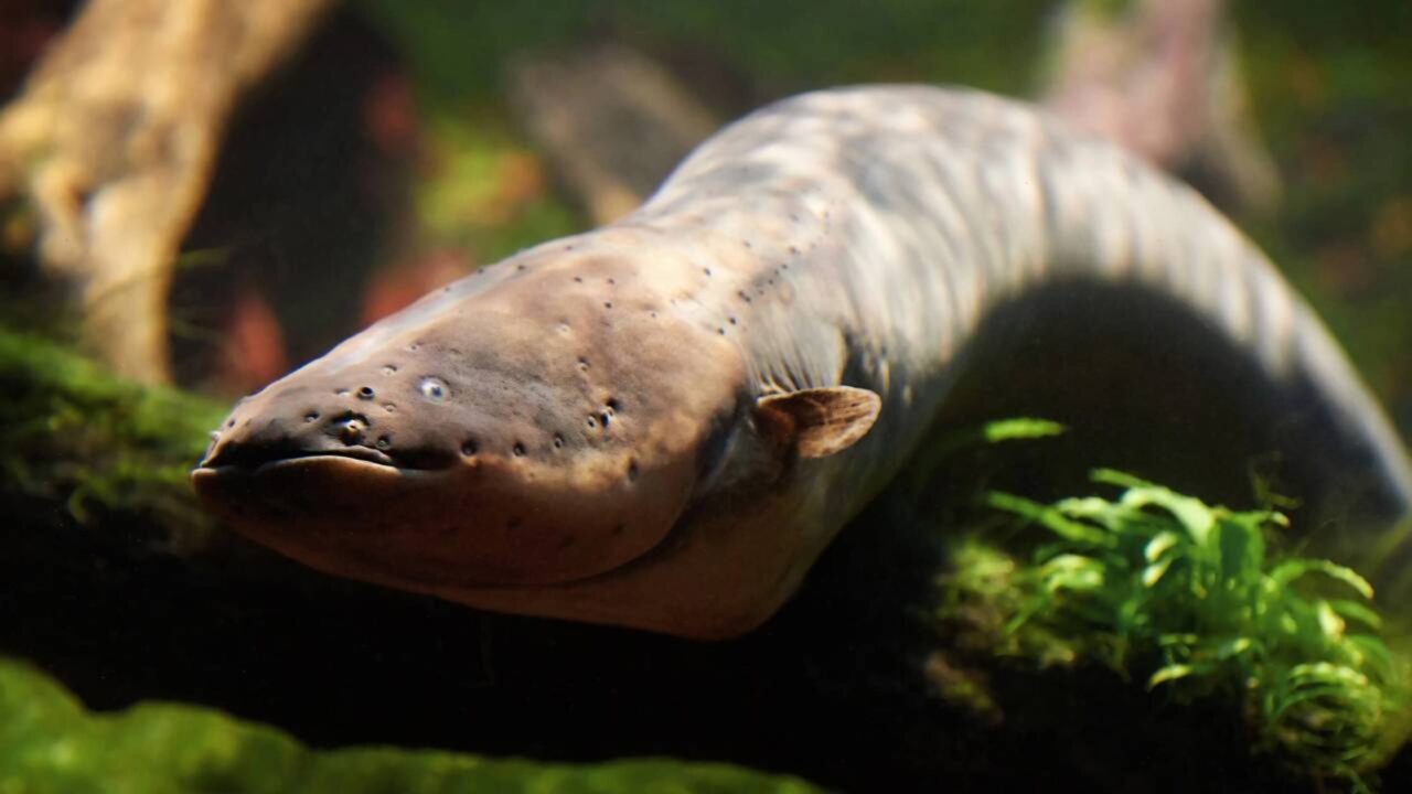Uma enguia-elétrica produziu uma descarga de 860 volts, a mais alta já registrada em um animal vivo, e cientistas descobriram que ela pertence a uma das três espécies distintas do grupo