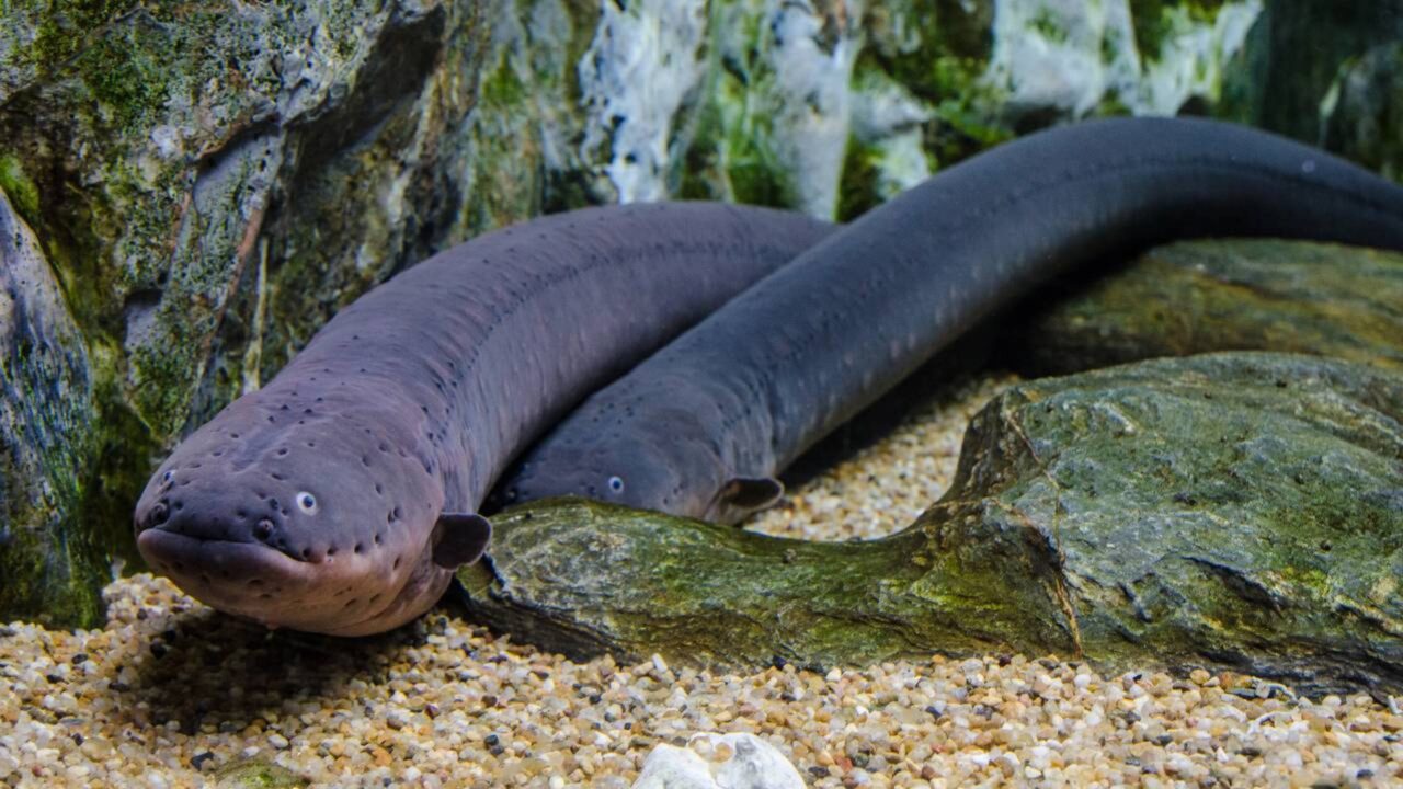 Uma enguia-elétrica produziu uma descarga de 860 volts, a mais alta já registrada em um animal vivo, e cientistas descobriram que ela pertence a uma das três espécies distintas do grupo