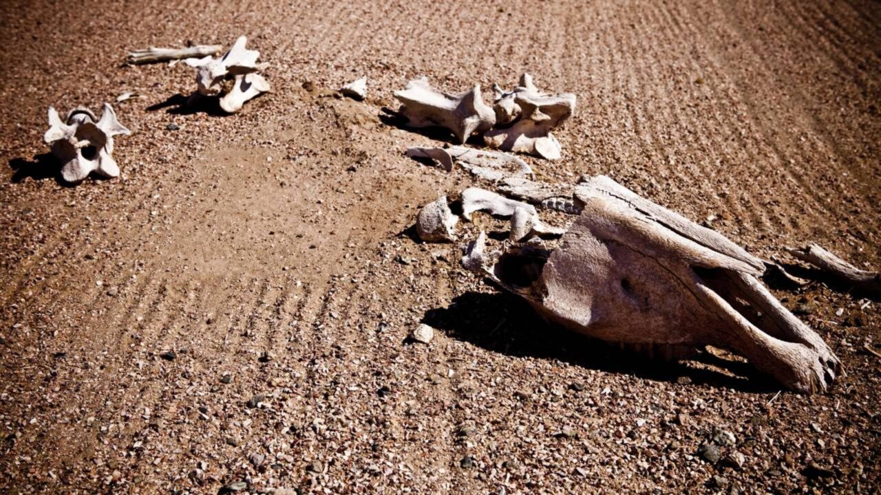 As extinções em massa não começam com uma catástrofe, mas com desaparecimentos quase imperceptíveis