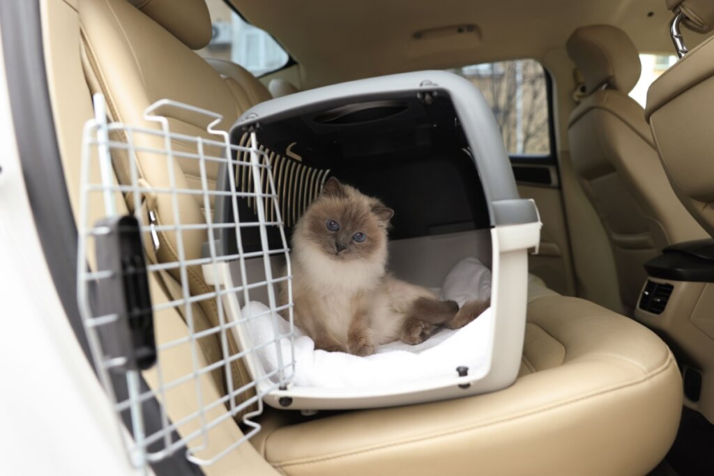 Veja como garantir o transporte seguro de pets em veículos e evitar acidentes no trânsito