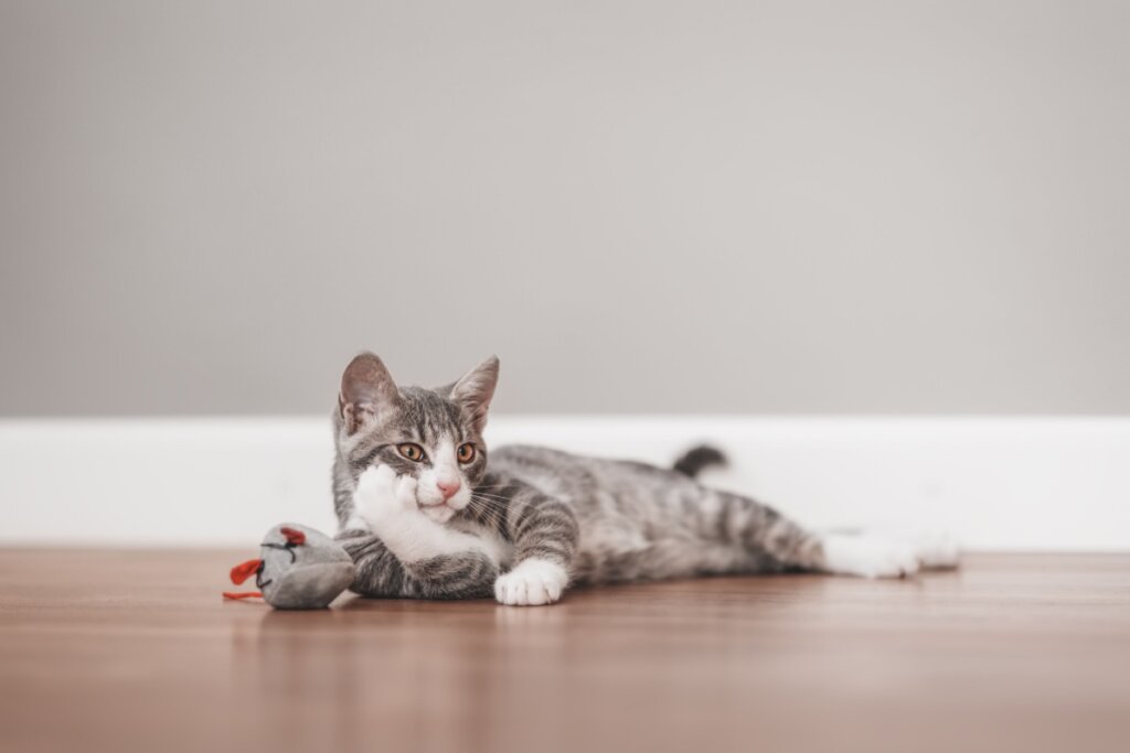Bolsa primordial: 6 curiosidades sobre a “pelanquinha” na barriga dos gatos 