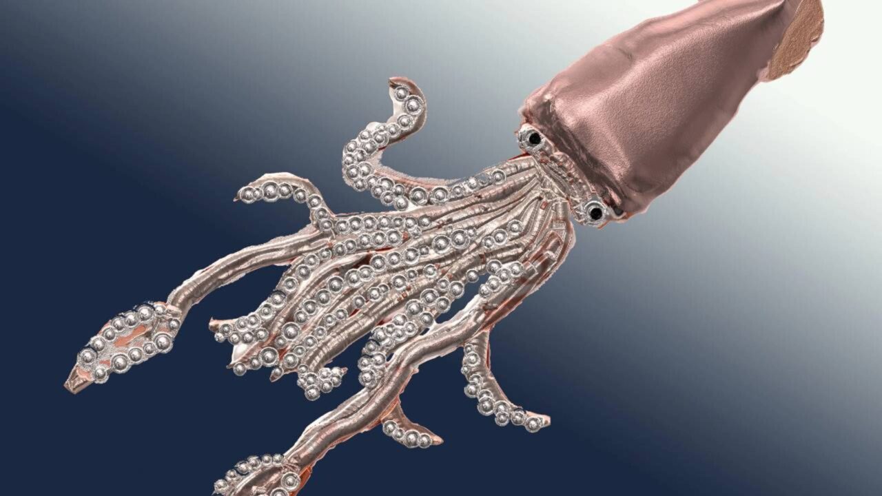 Durante séculos, o kraken foi tratado como uma lenda dos mares, até que a ciência confirmou a existência da lula-gigante e conseguiu fotografá-la viva pela primeira vez apenas em 2004