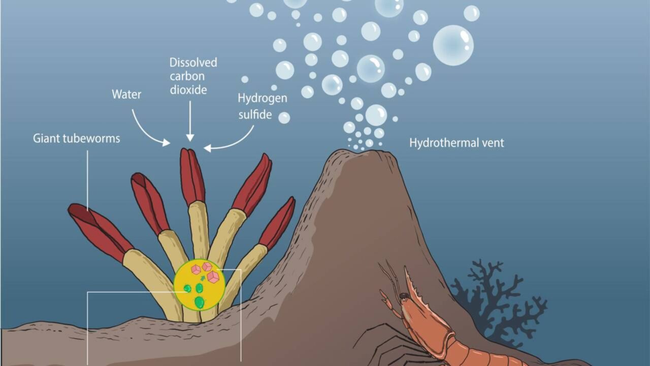 A descoberta de fontes hidrotermais em 1977 mudou a biologia ao revelar ecossistemas sustentados por energia química, e não pela fotossíntese