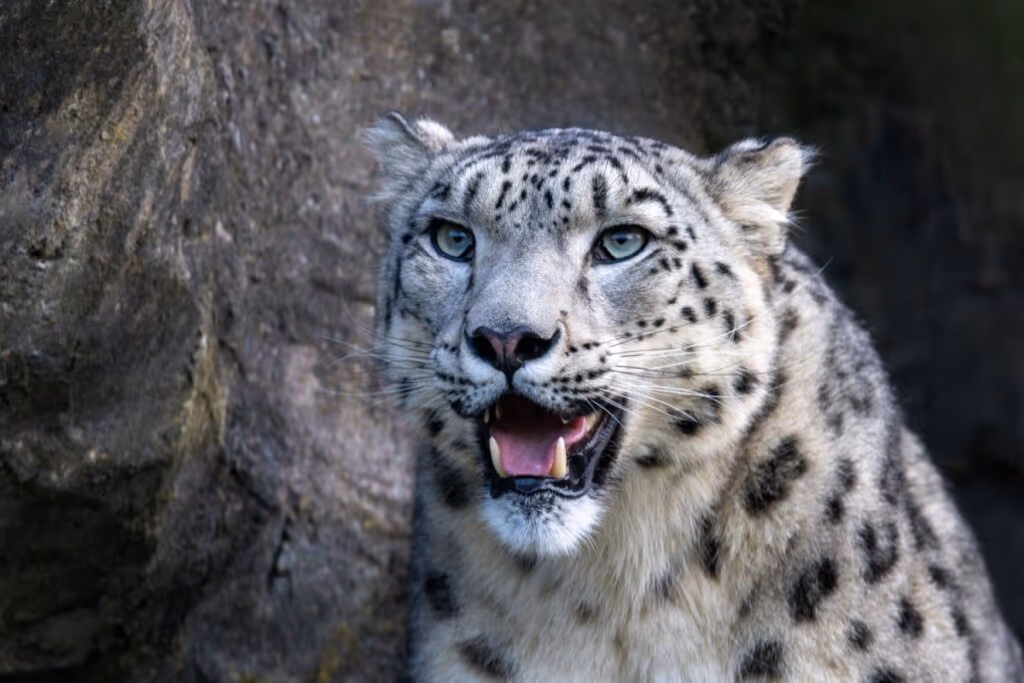 Leopardo-das-neves: 8 curiosidades sobre esse felino raro 