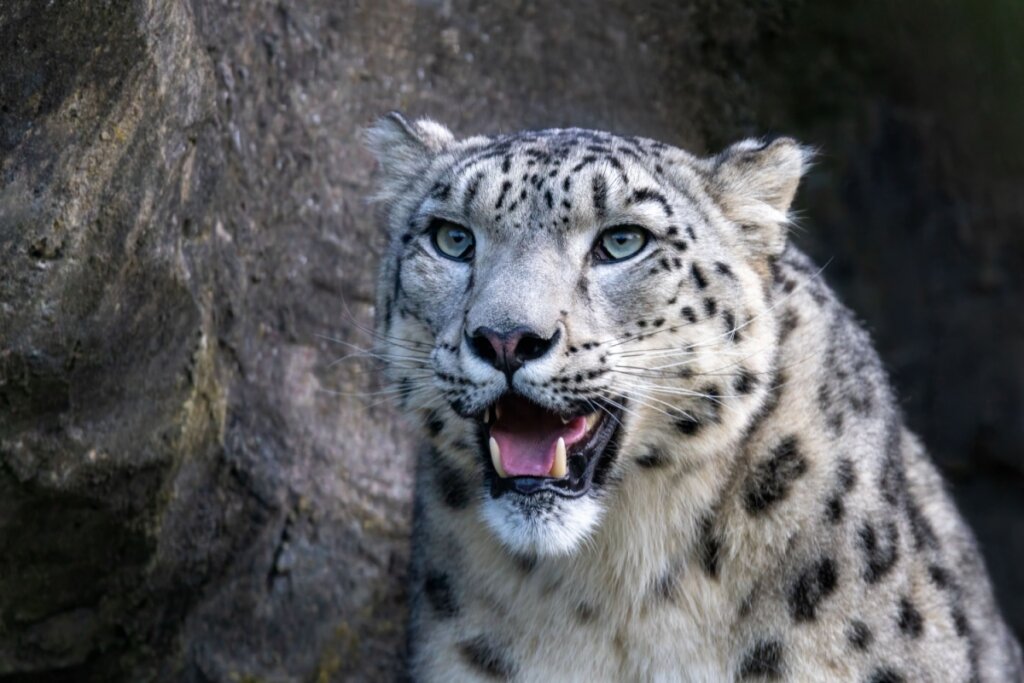 Leopardo-das-neves: 8 curiosidades sobre esse felino raro 