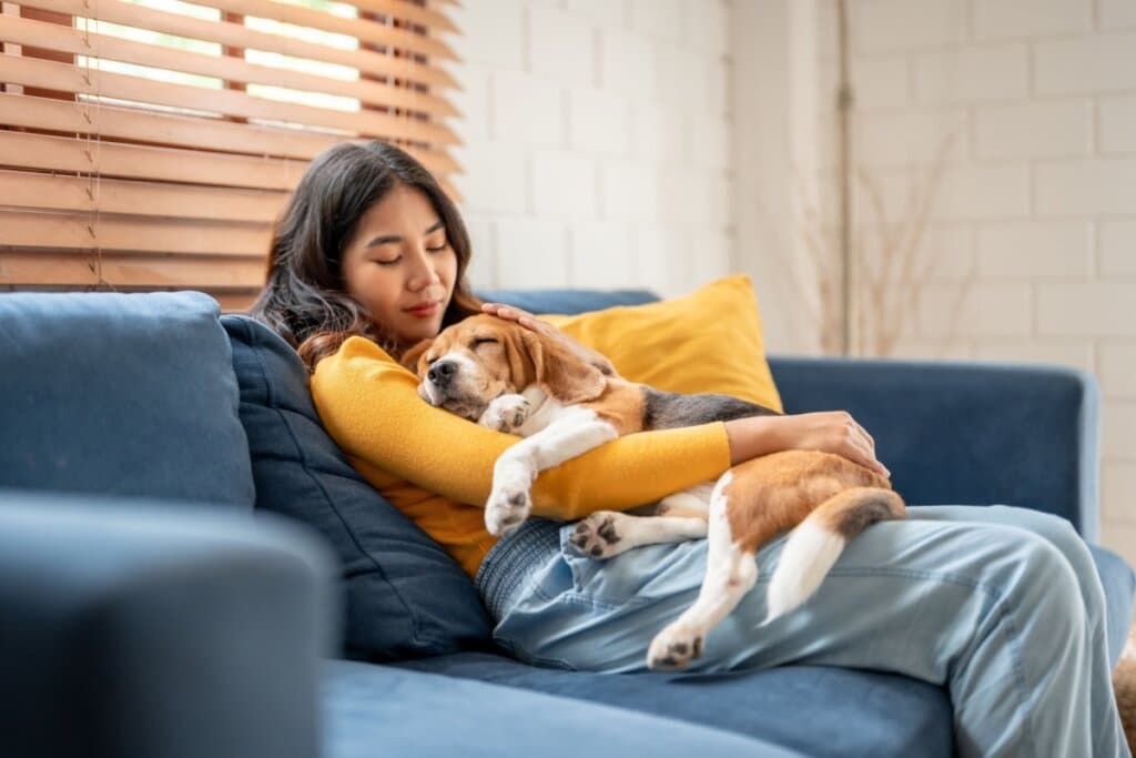 Terceira idade canina: 7 mudanças comportamentais de cachorros idosos 