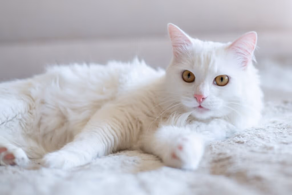 Breaking Bad: 10 nomes para gatos inspirados na série 