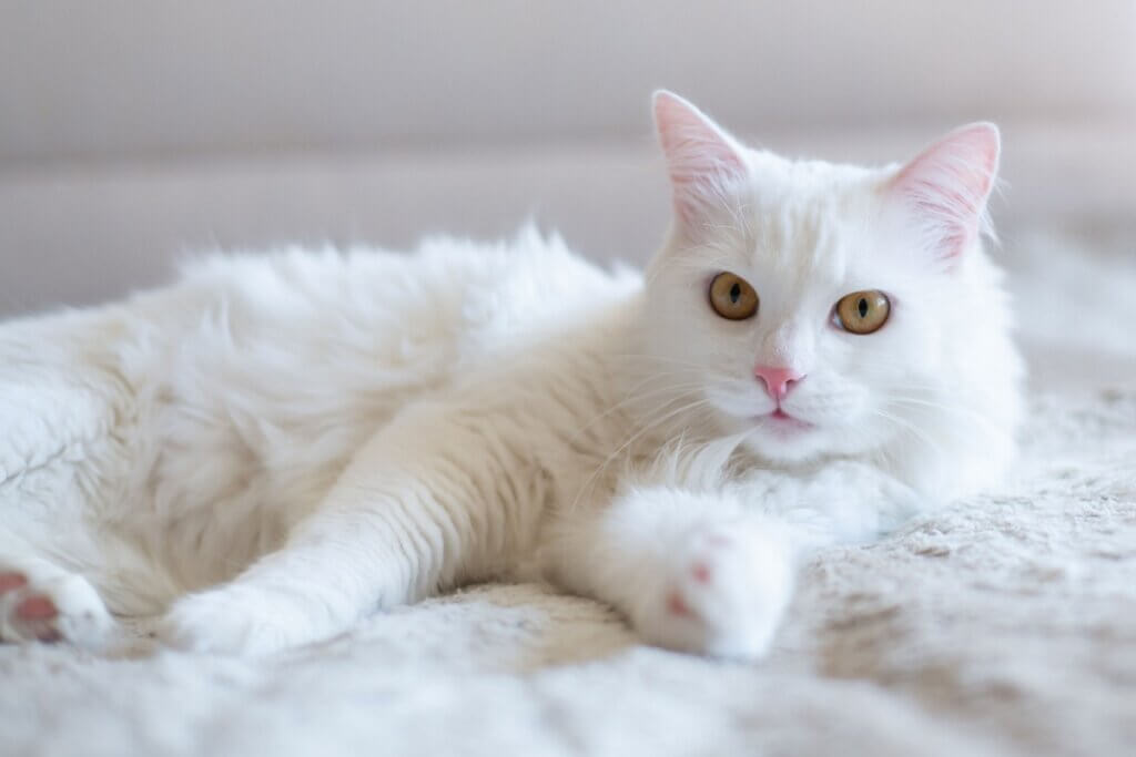 Breaking Bad: 10 nomes para gatos inspirados na série 