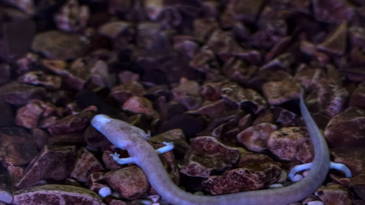 Uma pequena salamandra das cavernas europeias pode sobreviver por mais de um século, mas o segredo de sua lenta taxa de envelhecimento continua desconhecido
