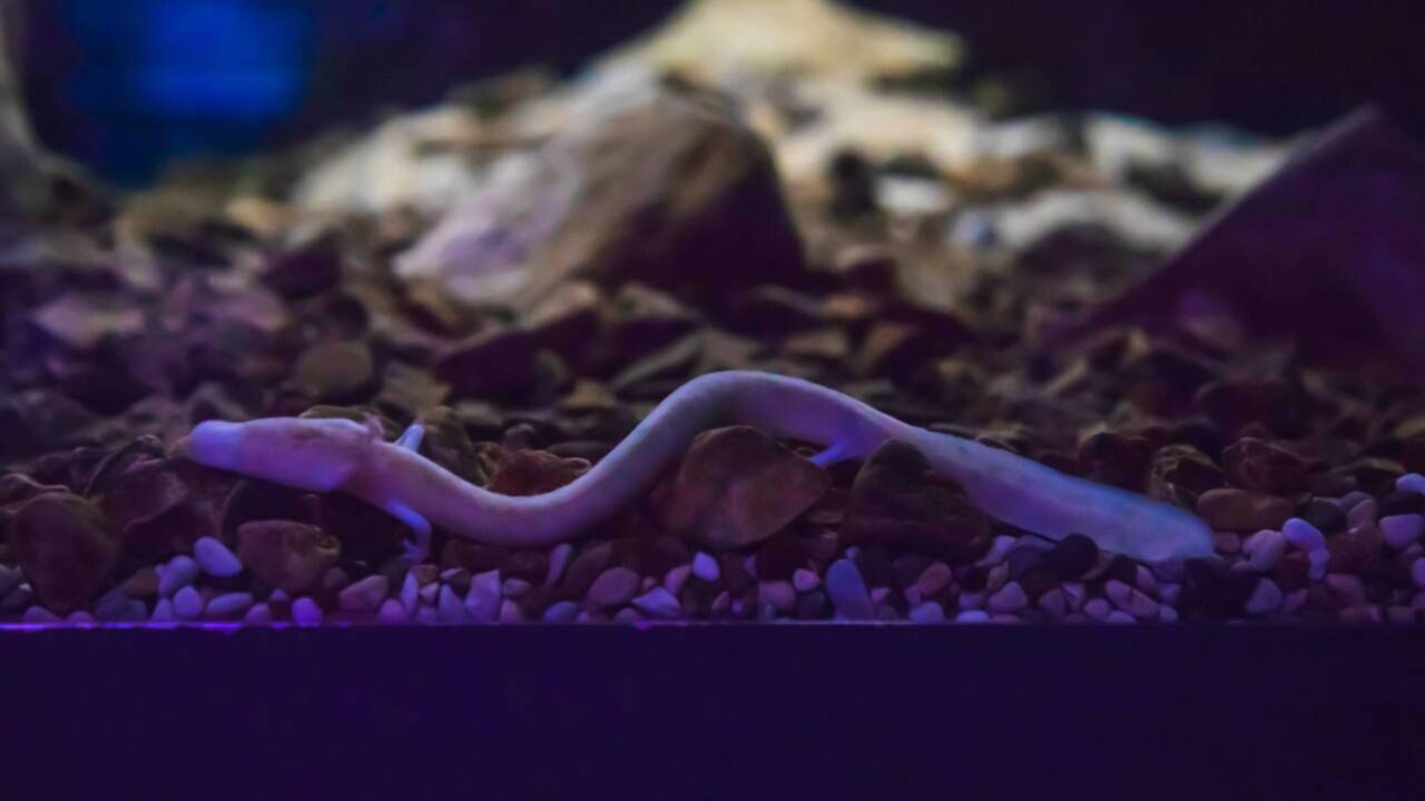 Uma pequena salamandra das cavernas europeias pode sobreviver por mais de um século, mas o segredo de sua lenta taxa de envelhecimento continua desconhecido