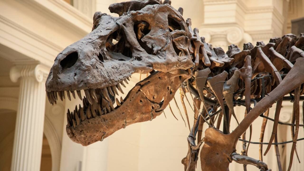 O primeiro osso de dinossauro já encontrado na Antártida ficou esquecido por 40 anos em uma gaveta de museu, até ser identificado como a vértebra de um titanossauro