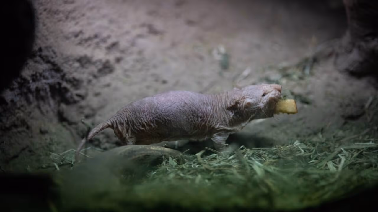 Pesquisadores descobriram uma das principais chaves da longevidade e da resistência ao câncer dos ratos-toupeira-pelados em um gene ligado ao reparo do DNA