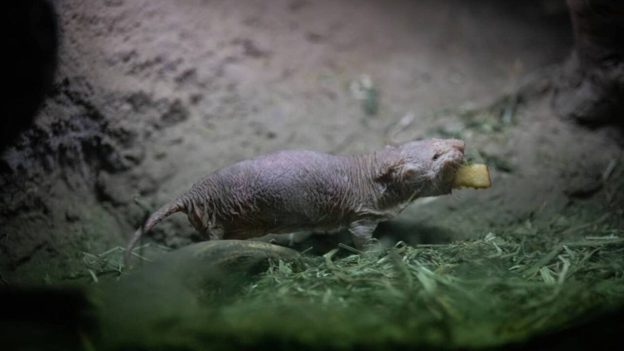Pesquisadores descobriram uma das principais chaves da longevidade e da resistência ao câncer dos ratos-toupeira-pelados em um gene ligado ao reparo do DNA