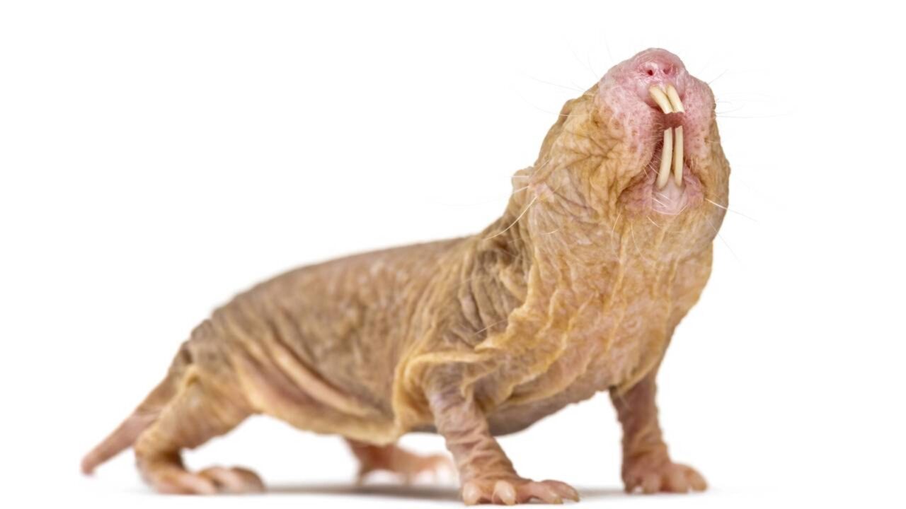 Pesquisadores descobriram uma das principais chaves da longevidade e da resistência ao câncer dos ratos-toupeira-pelados em um gene ligado ao reparo do DNA