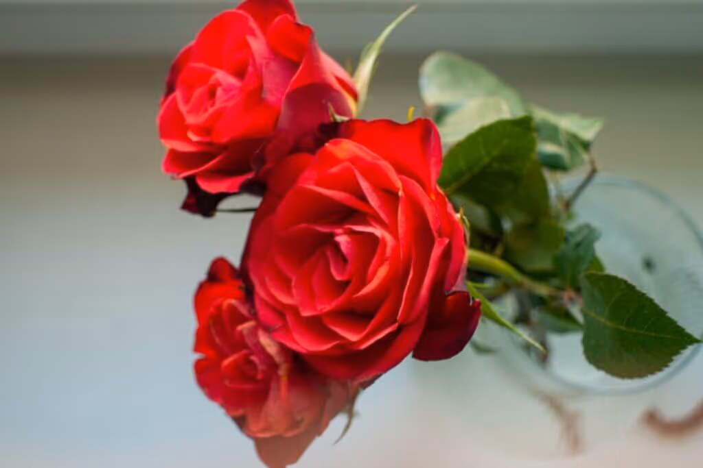 5 simpatias de Santo Antônio para atrair e fortalecer o amor