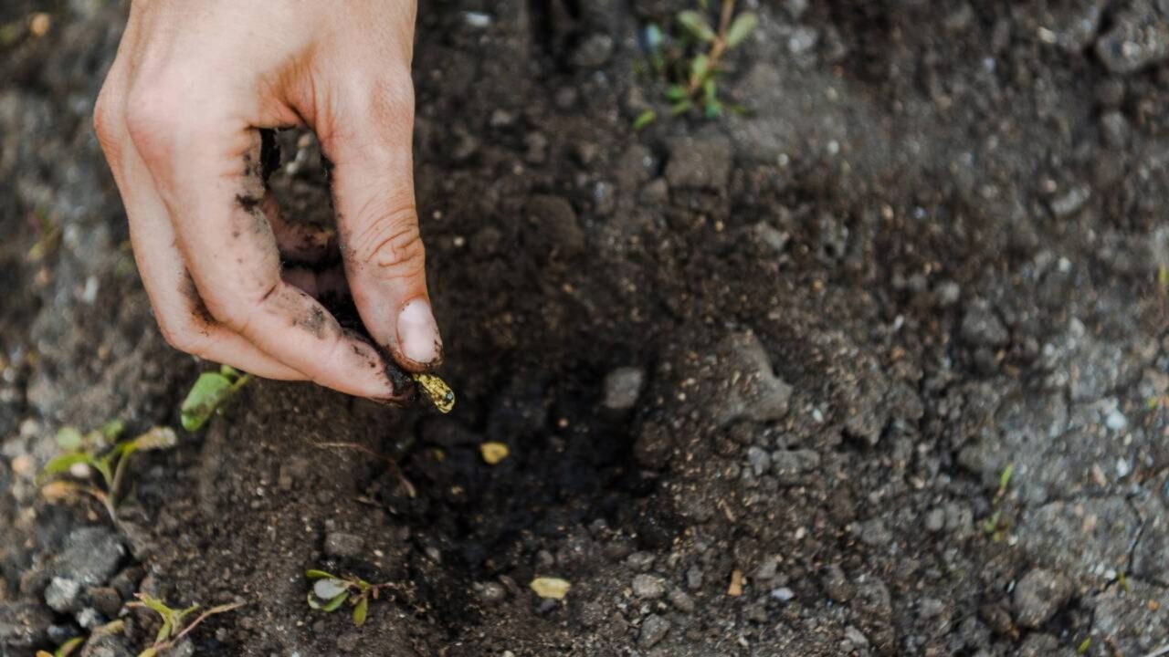 As sementes que foram à Lua voltaram à Terra e deram origem a quase 500 árvores