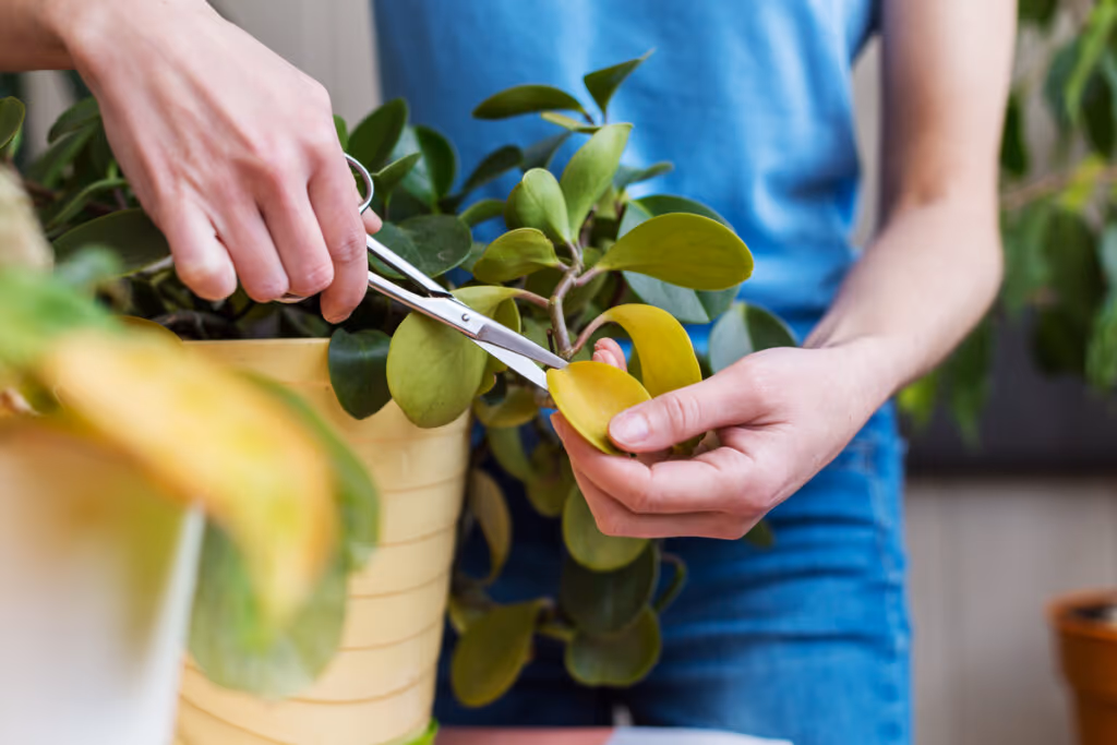 Como cuidar das plantas no inverno: 5 dicas essenciais