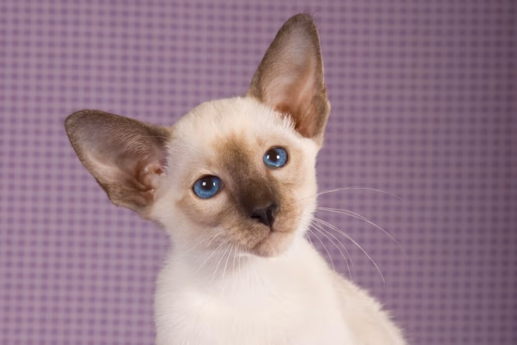 Gatos asiáticos: 7 raças que conquistaram o mundo 