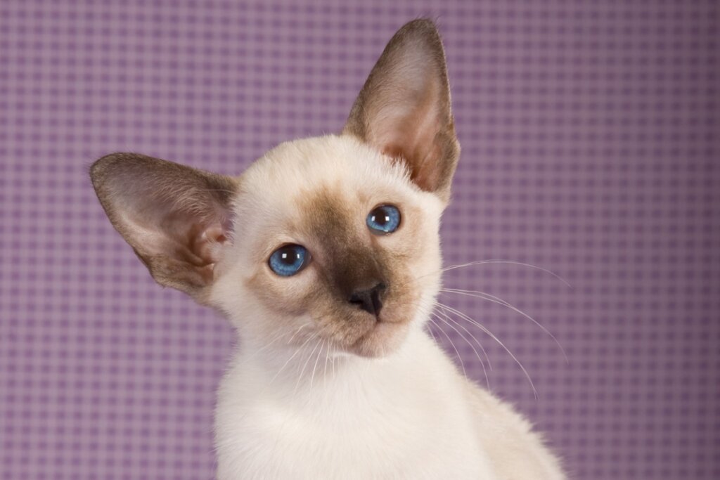 Gatos asiáticos: 7 raças que conquistaram o mundo 